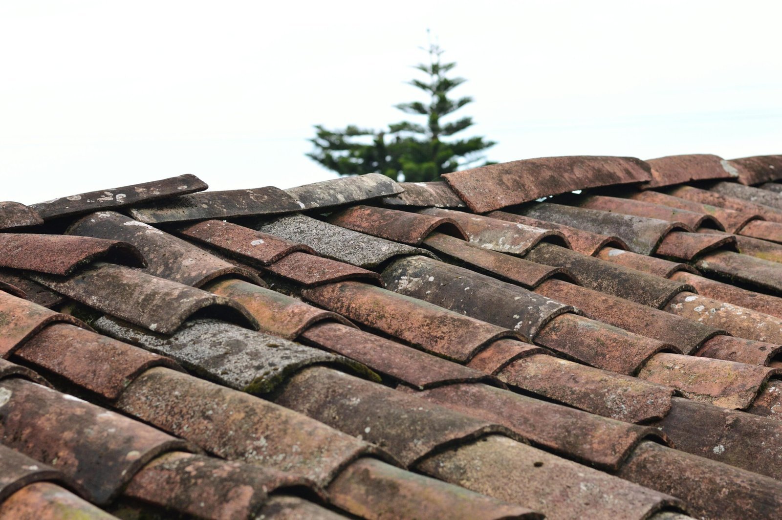 Close-up view of old clay tiles being inspected by a roofing contractor in Royal Palm Beach.